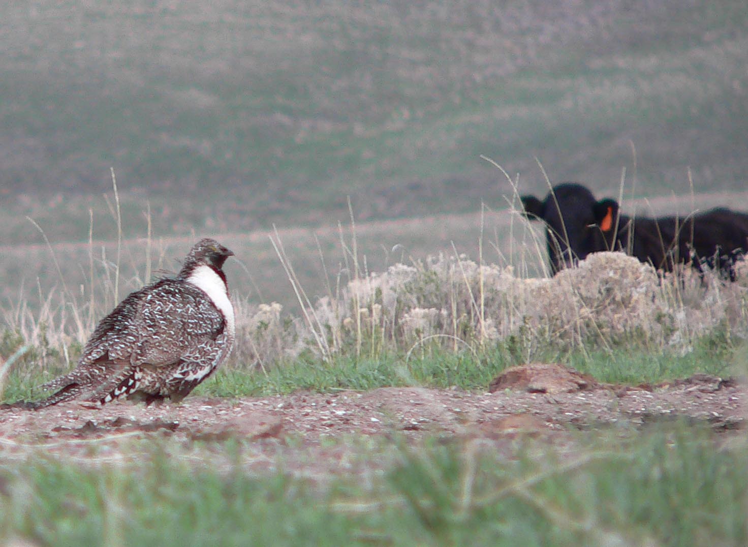 Cow looking at sage-grouse hen